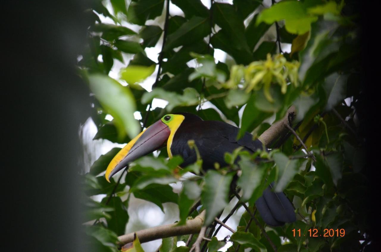 Lodge Mango Tree Coronado