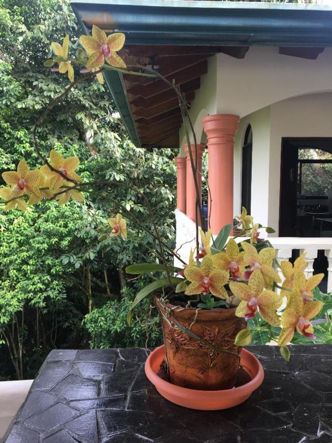 Mango Tree *