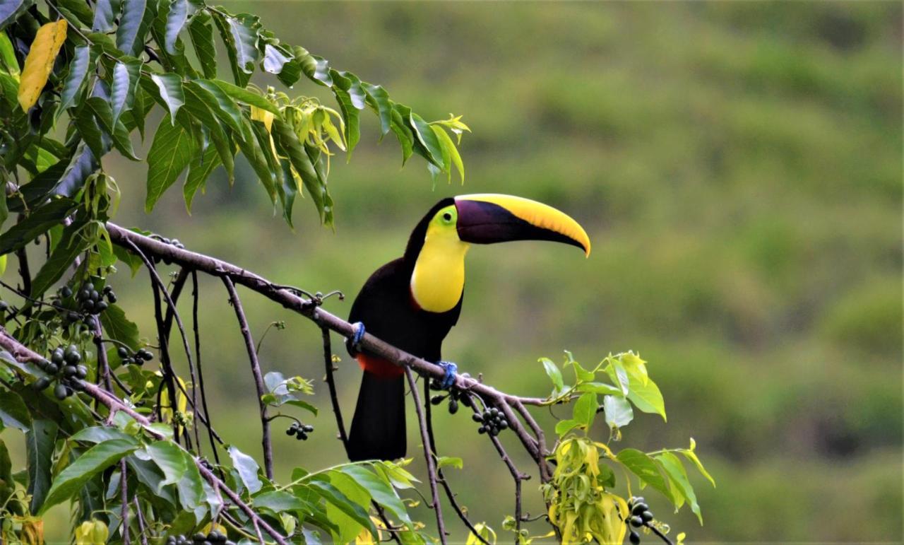 Lodge Mango Tree *