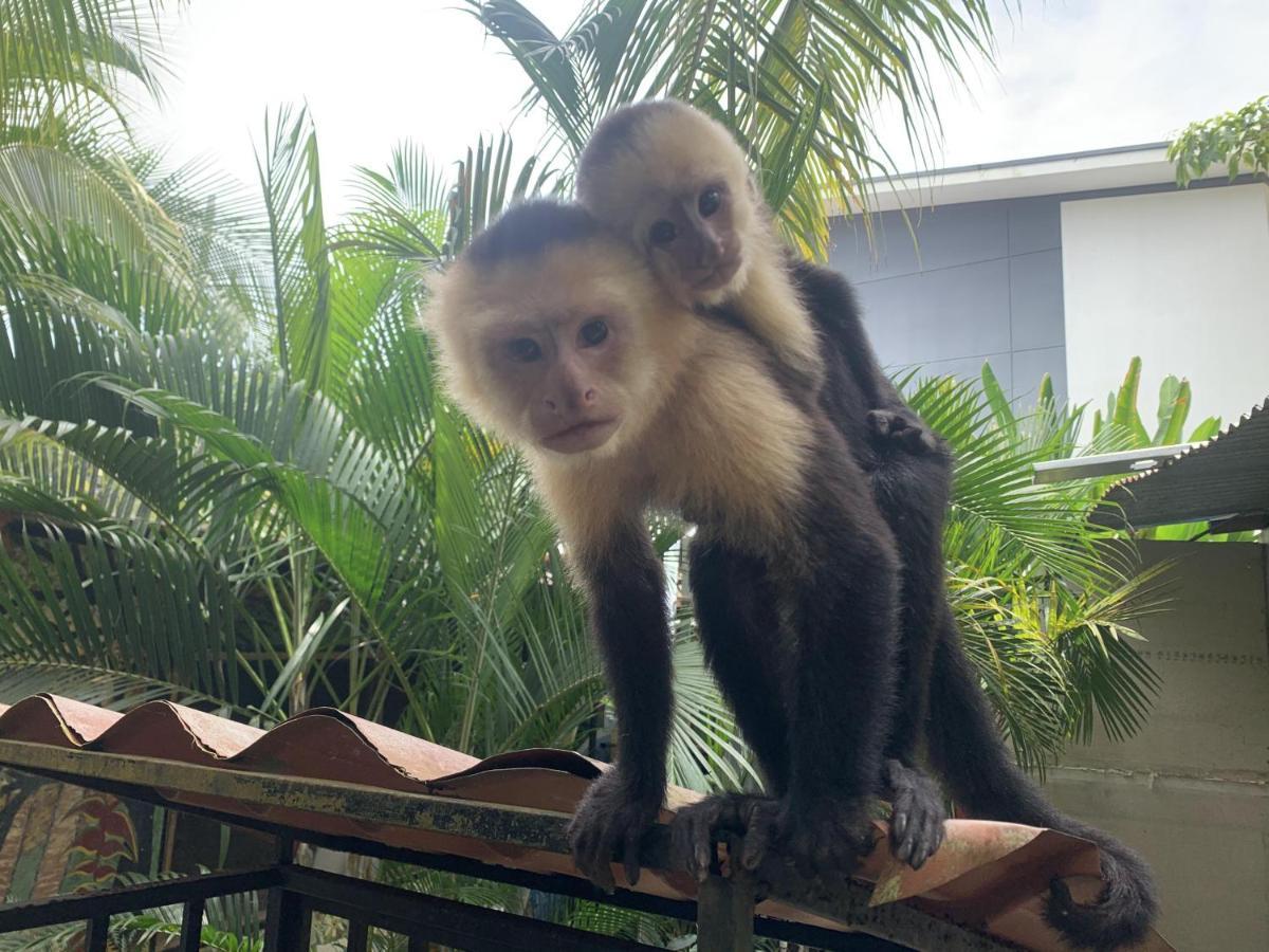 Hotel La Jungle