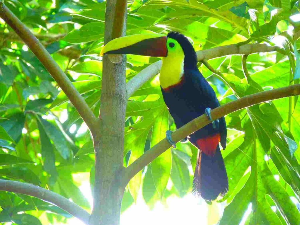 3 Bamboo Eco Cahuita