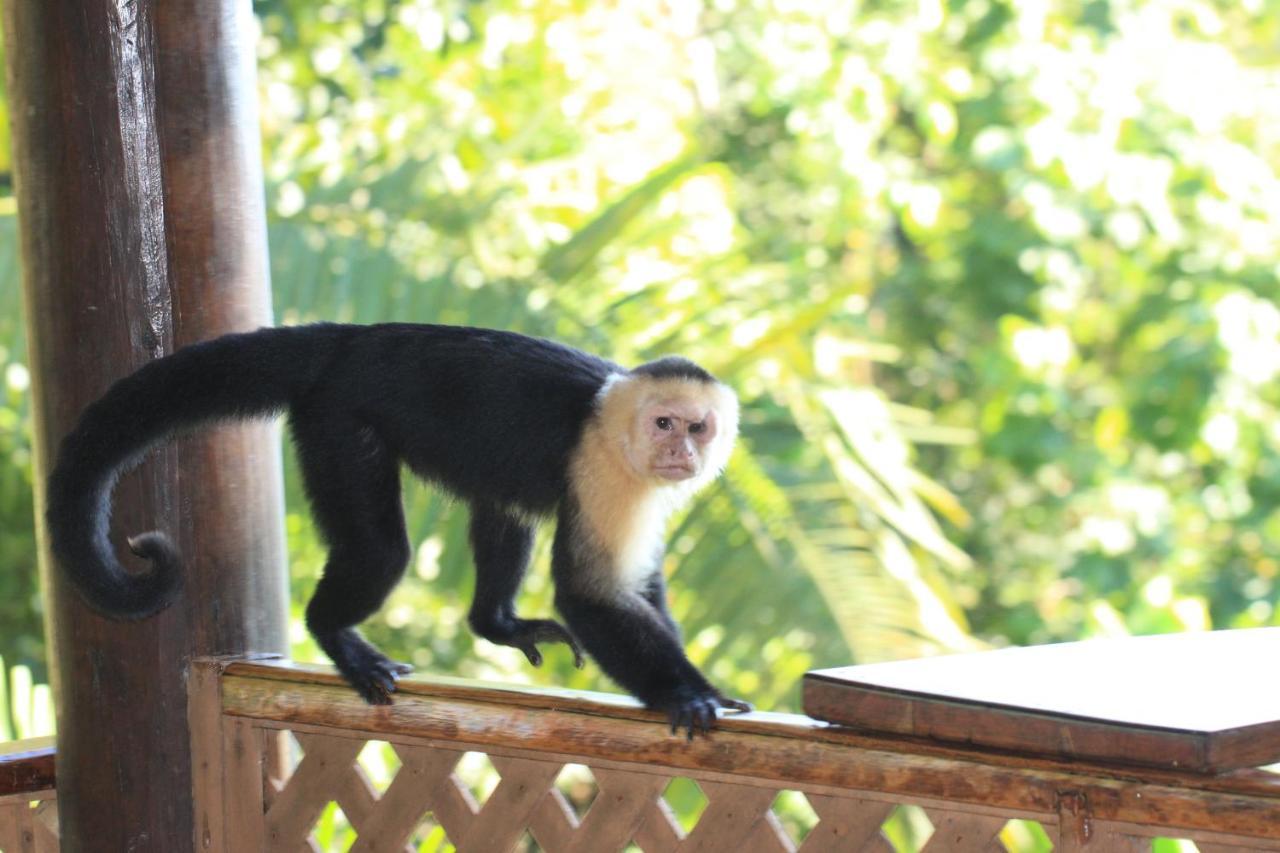 Park House - Adults Only Hotel Manuel Antonio