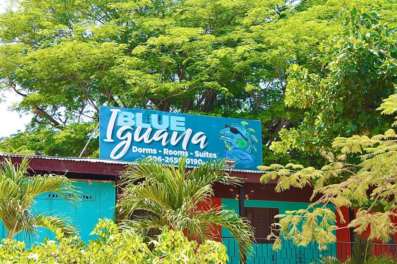 Blue Iguana Samara