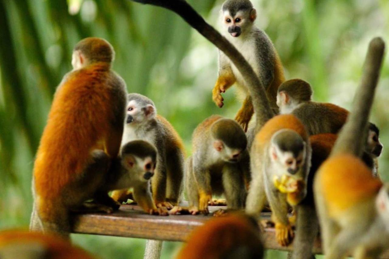 Park House - Adults Only Hotel Manuel Antonio