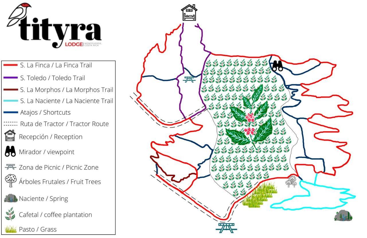 Tityra * Monteverde