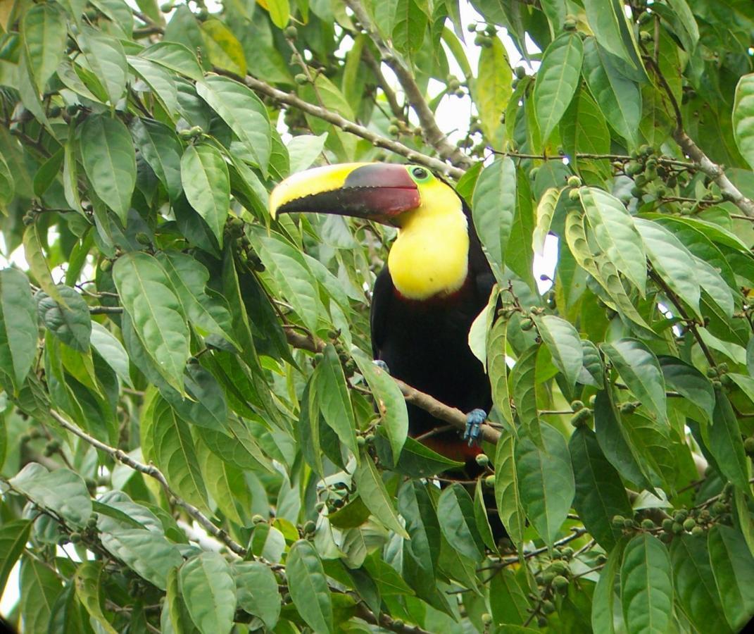 Casa Horizontes Corcovado 2*