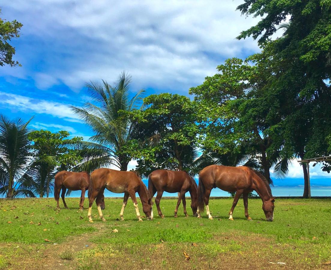 Cafe De La Suerte Lodge Pavones (Puntarenas)
