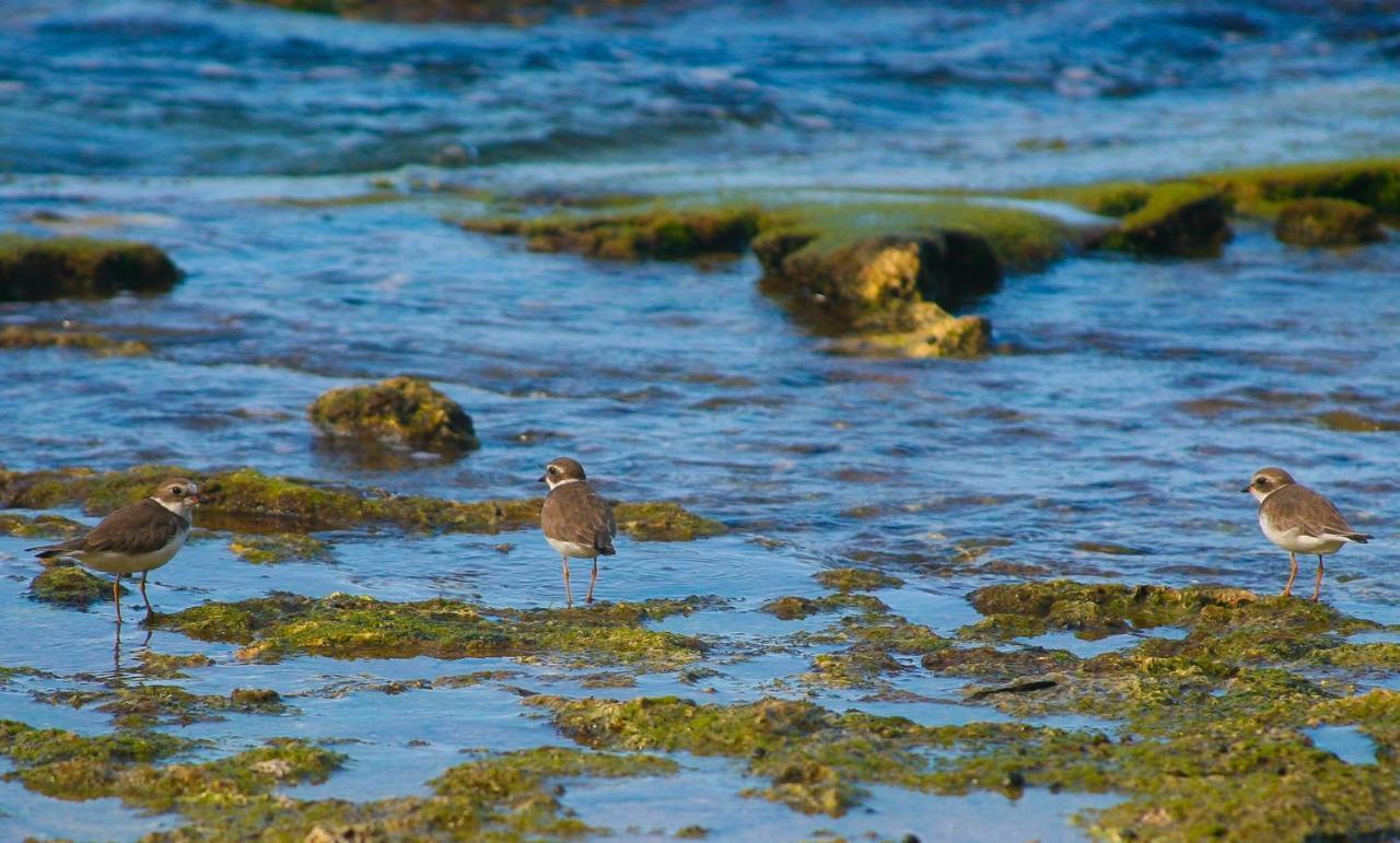 Allen Puerto Viejo 2*