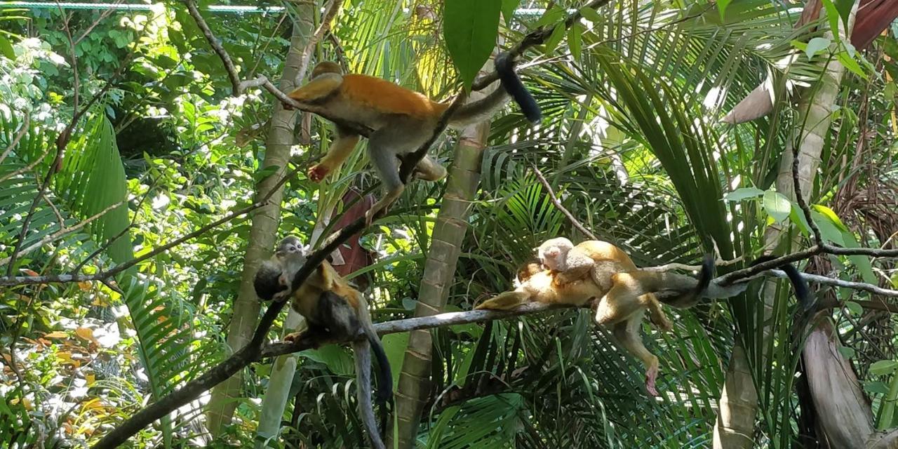 Park House - Adults Only Hotel Manuel Antonio