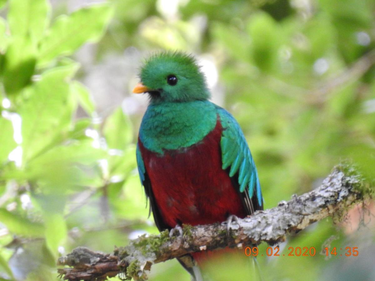 Miriam's Quetzals Bed & Breakfast San Gerardo de Dota