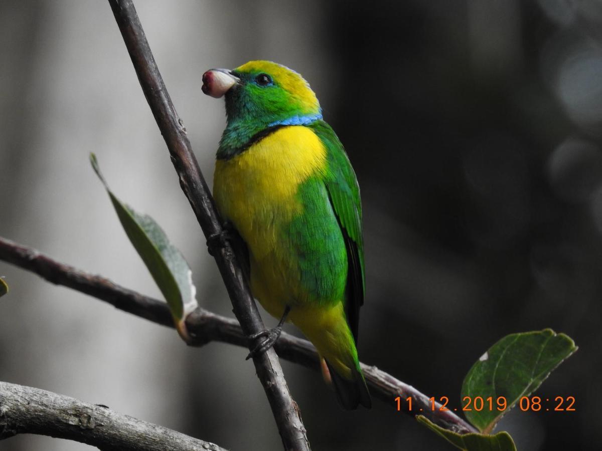 Bed & Breakfast Miriam's Quetzals San Gerardo de Dota