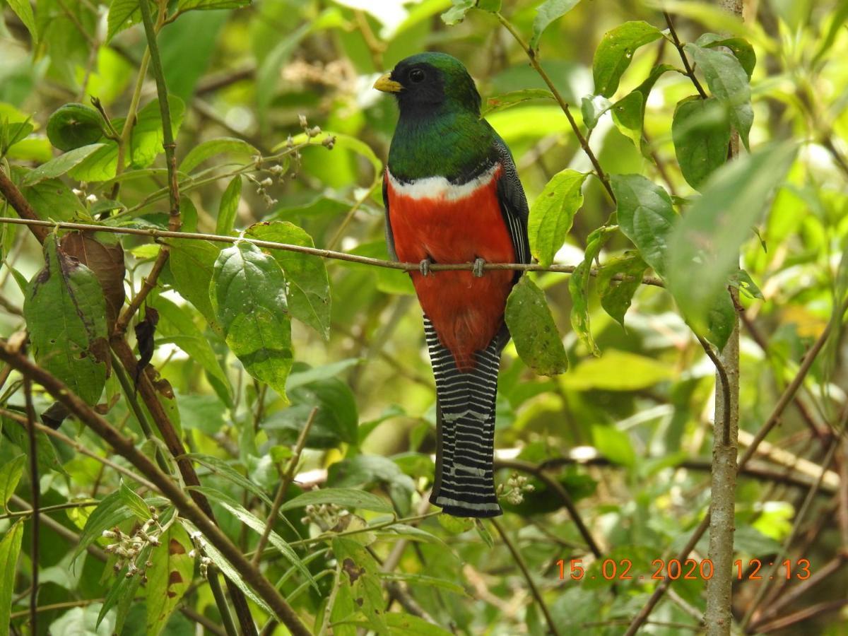 Bed & Breakfast Miriam's Quetzals San Gerardo de Dota