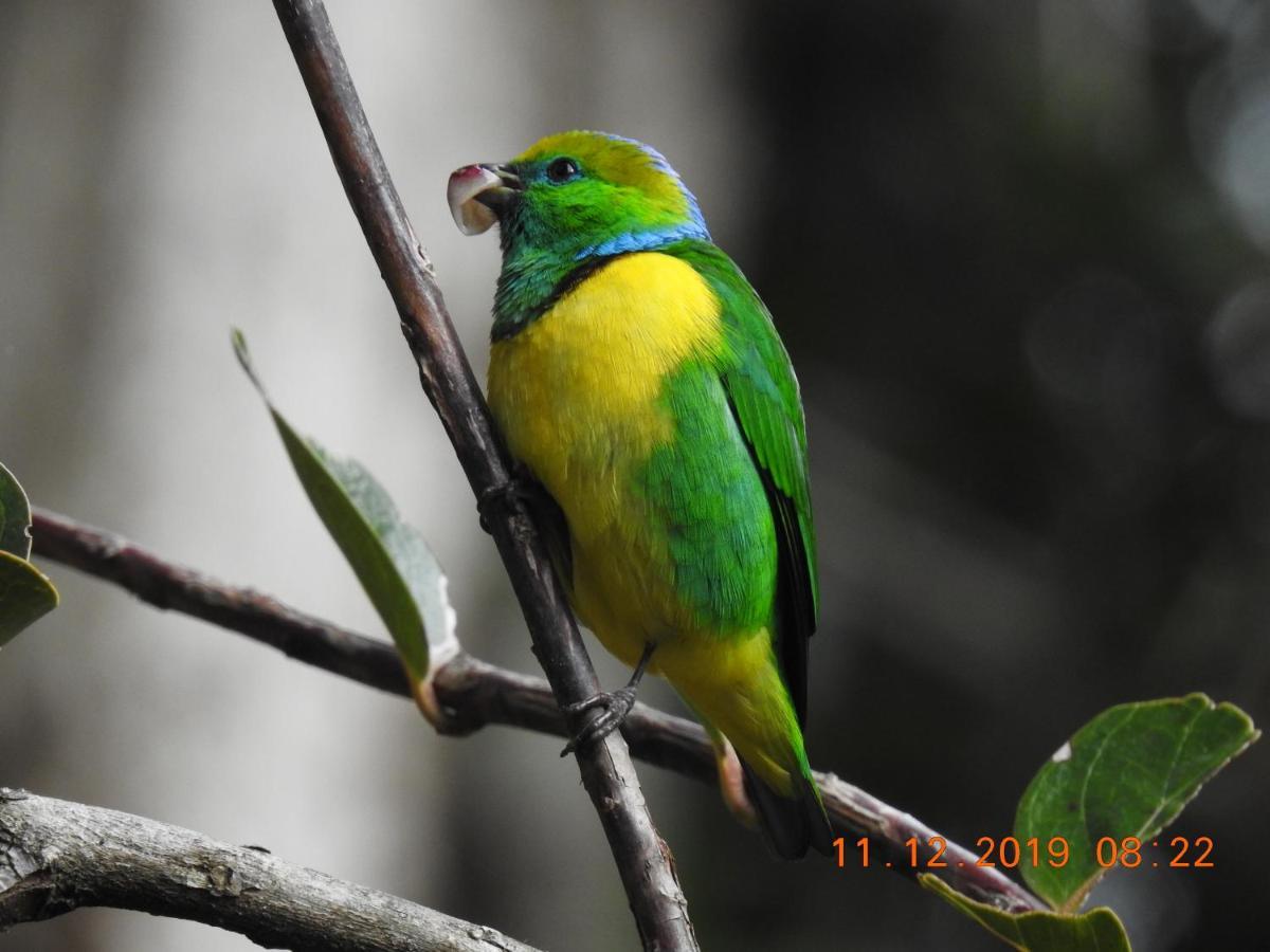 Bed & Breakfast Miriam's Quetzals