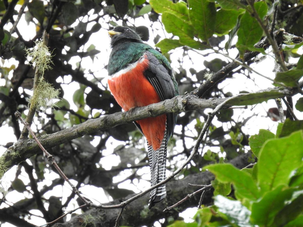 Miriam's Quetzals Bed & Breakfast San Gerardo de Dota