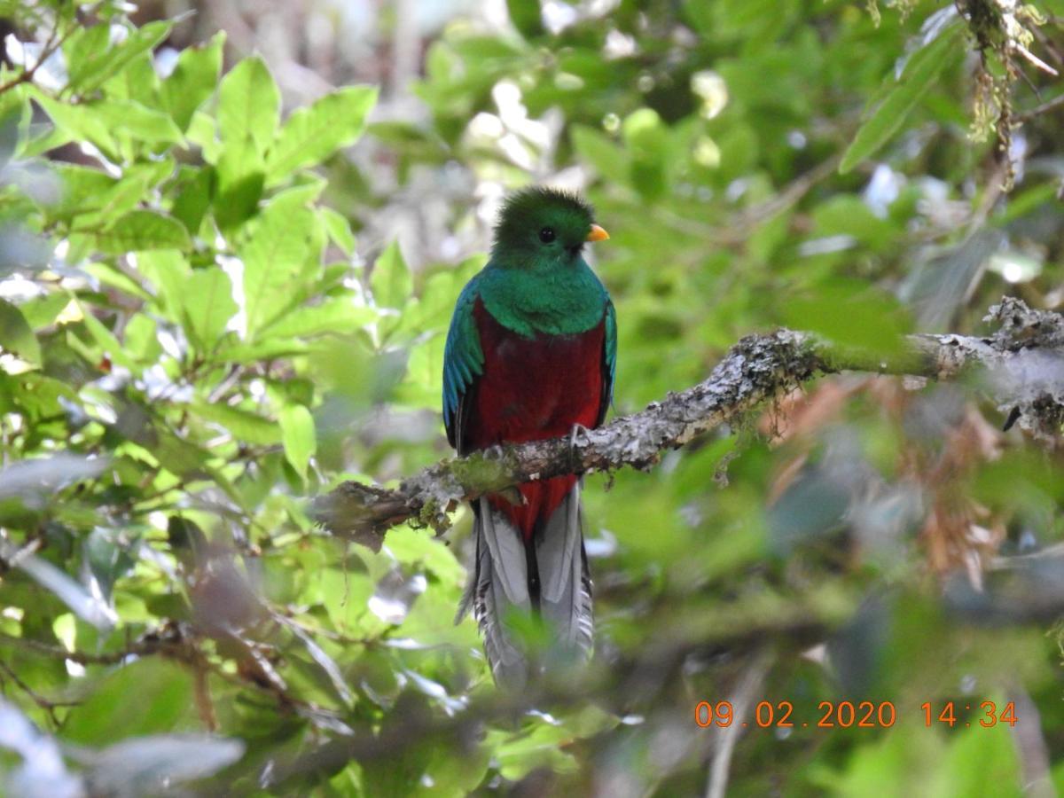 Miriam's Quetzals Bed & Breakfast