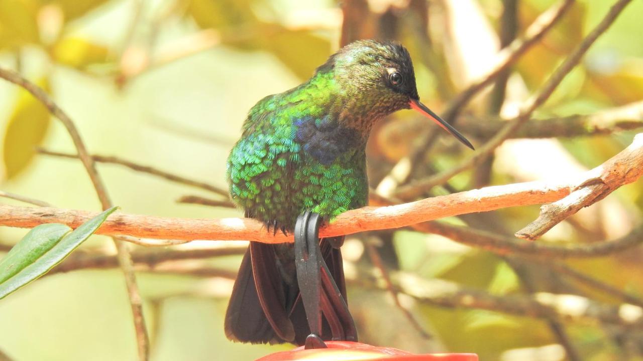 Miriam's Quetzals Bed & Breakfast San Gerardo de Dota