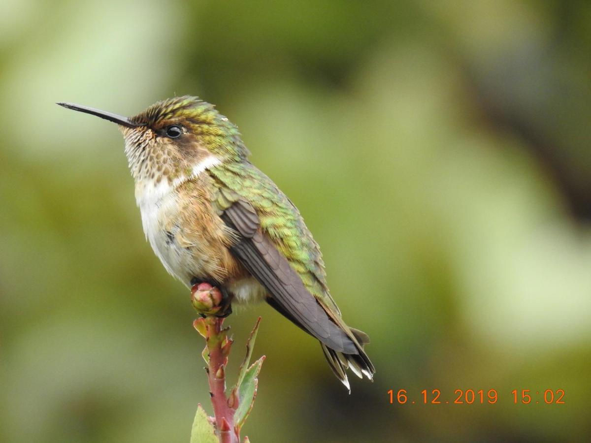 Bed & Breakfast Miriam's Quetzals *