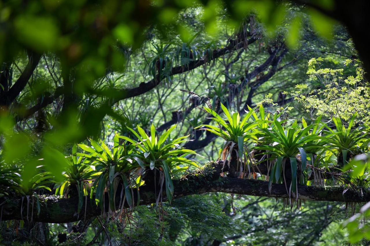 Hotel Pumilio Mountain & Ocean Jaco