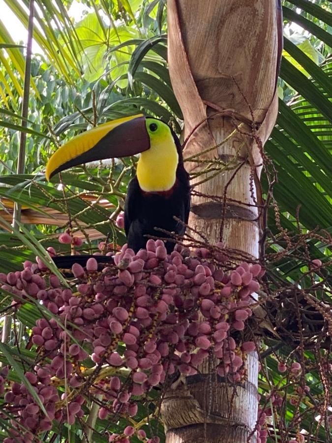 Casa Libertinn * Manuel Antonio