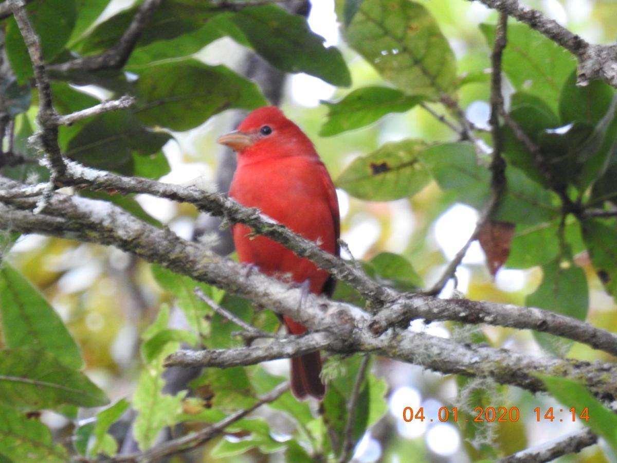 Miriam's Quetzals Bed & Breakfast San Gerardo de Dota