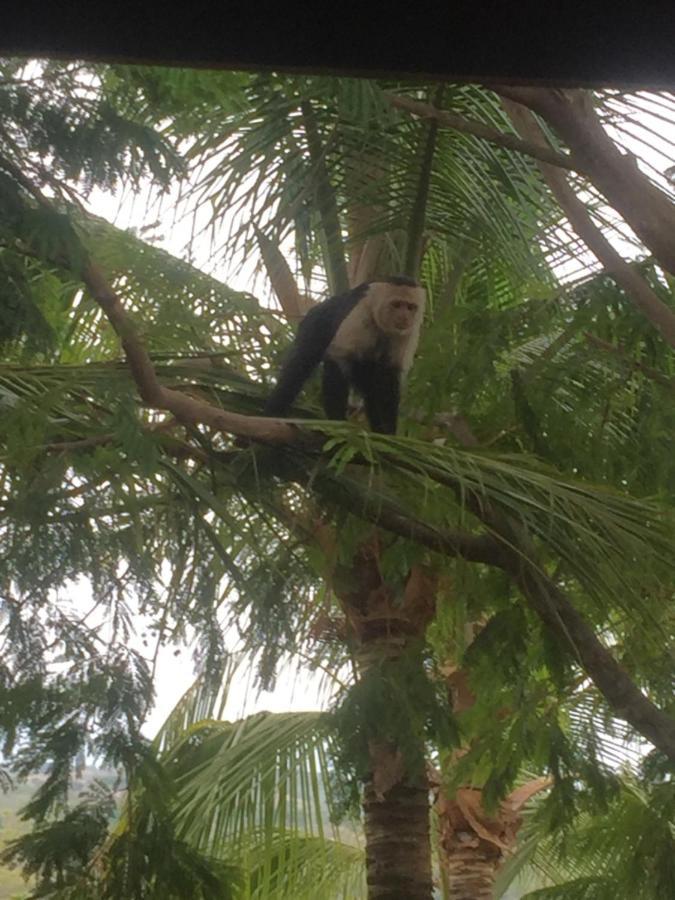 Guarias * Puntarenas