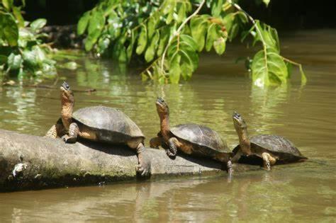 Apartment Caribbean View Tortuguero