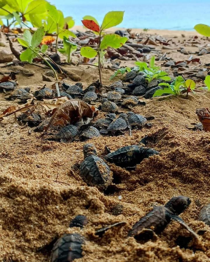 Caribbean View House Guest house Tortuguero