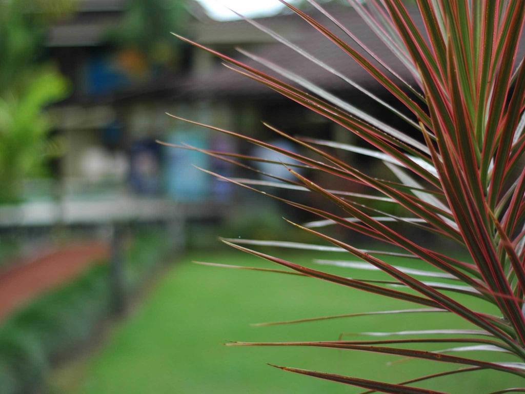 Arenal Backpackers *