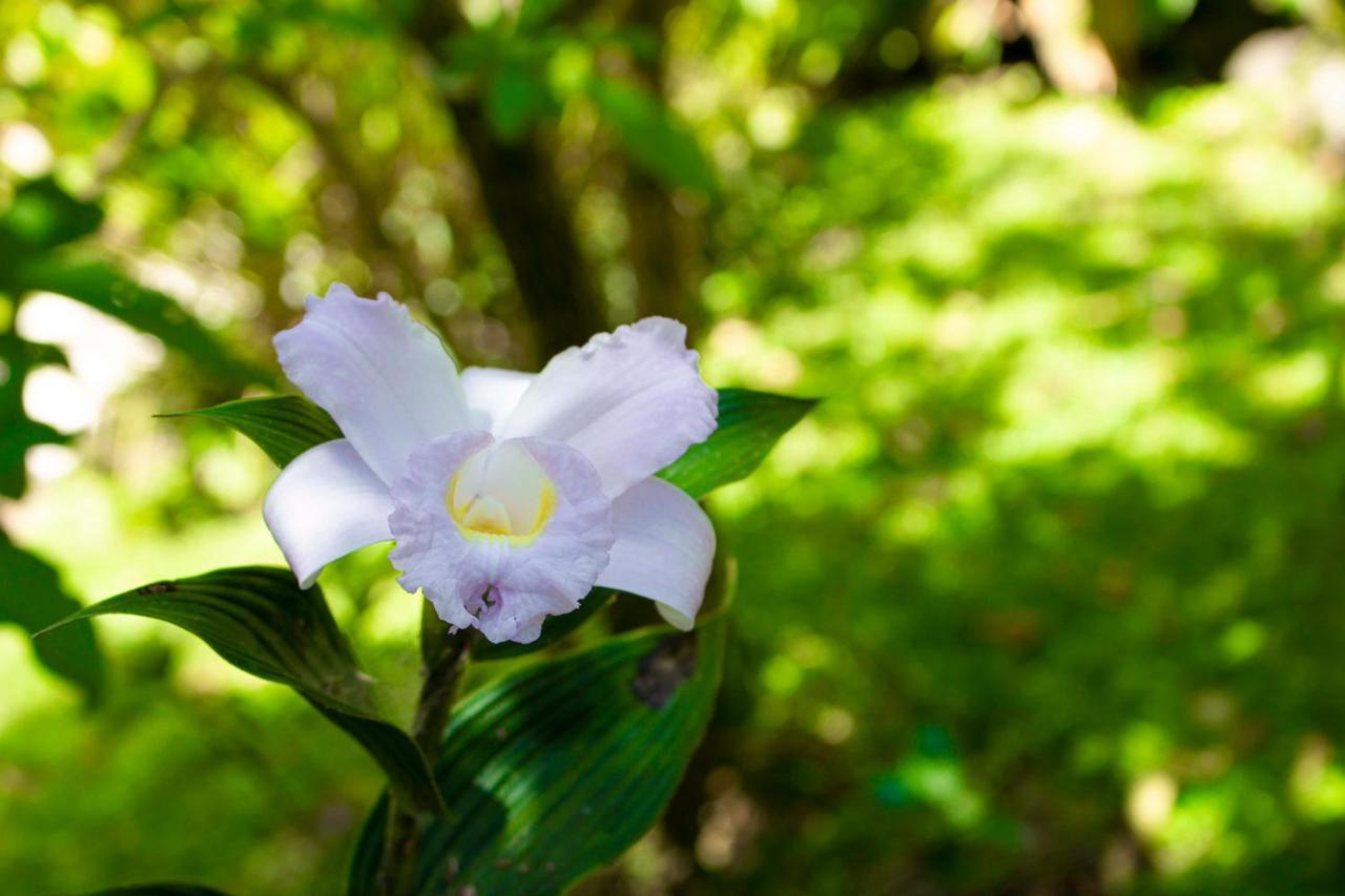 Holistico 3* Monteverde