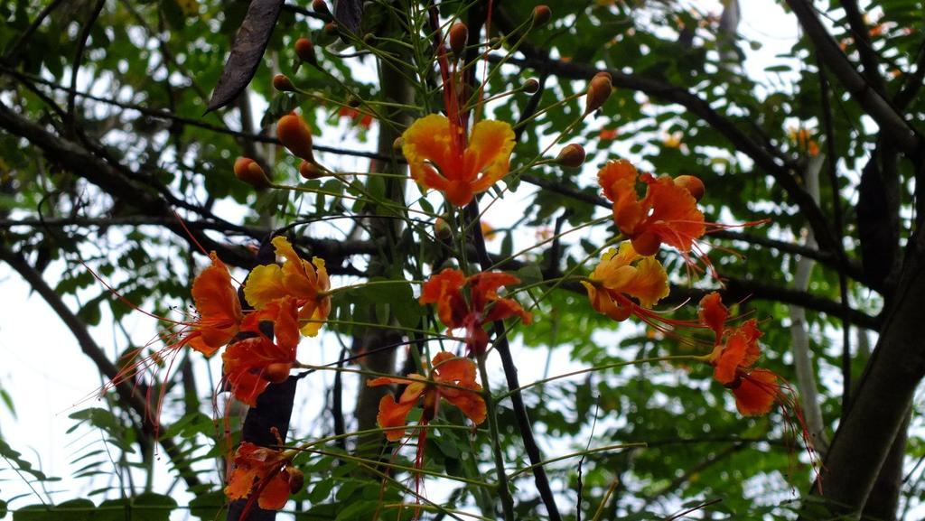 Cabinas Caribe Luna Lodge *