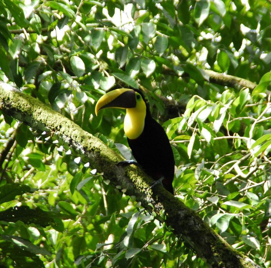 Toucan Newer With Wifi & Pool - Digital Nomad Friendly Holiday home