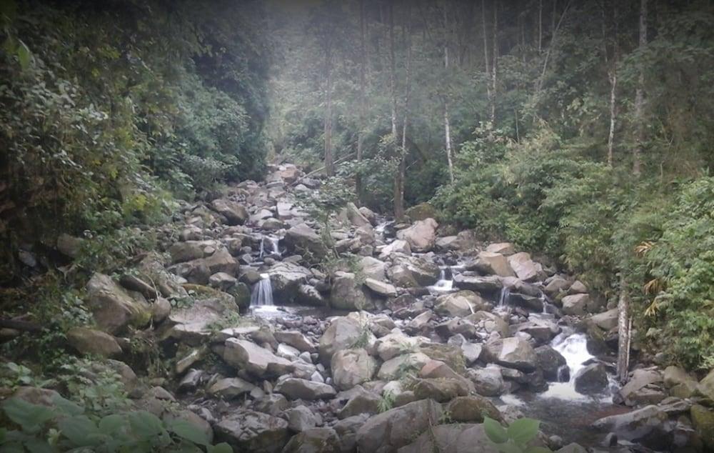 Guayabo 3*