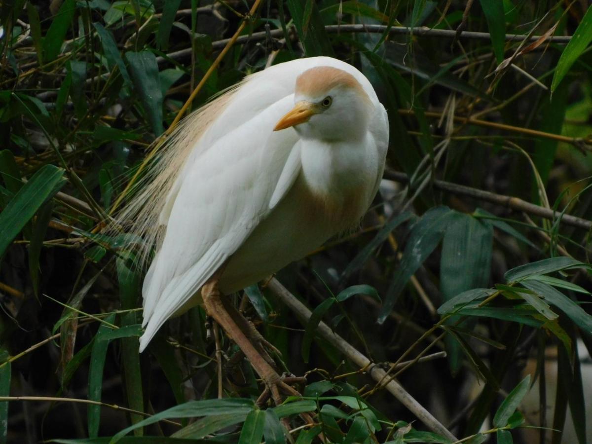 Guayabo Santa Cruz (Cartago)