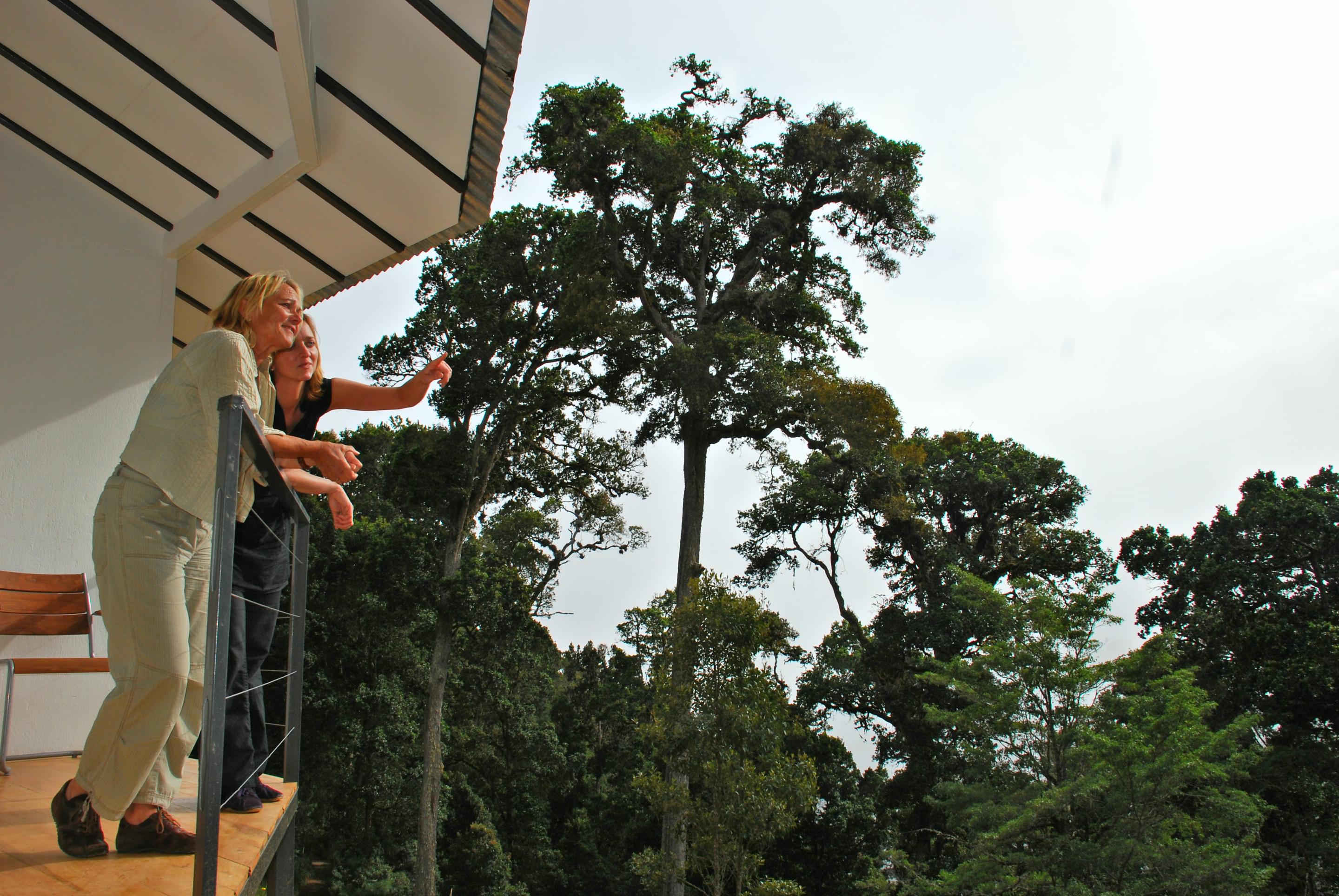 Dantica Cloud Forest