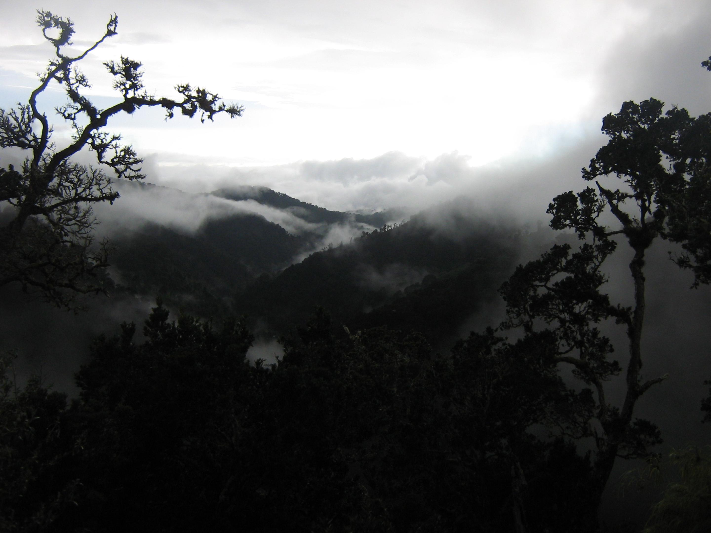 Dantica Cloud Forest 4*