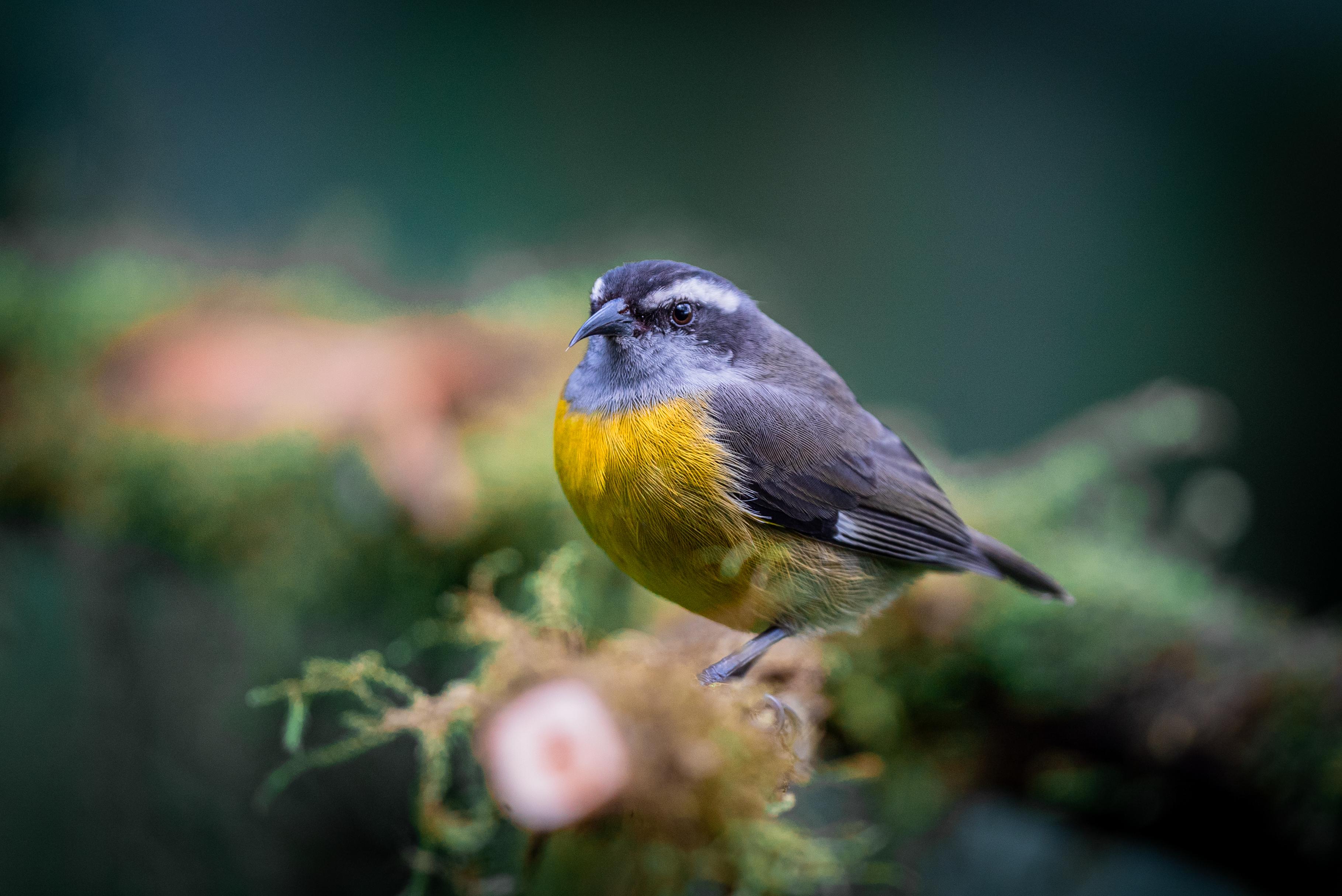 Dantica Cloud Forest