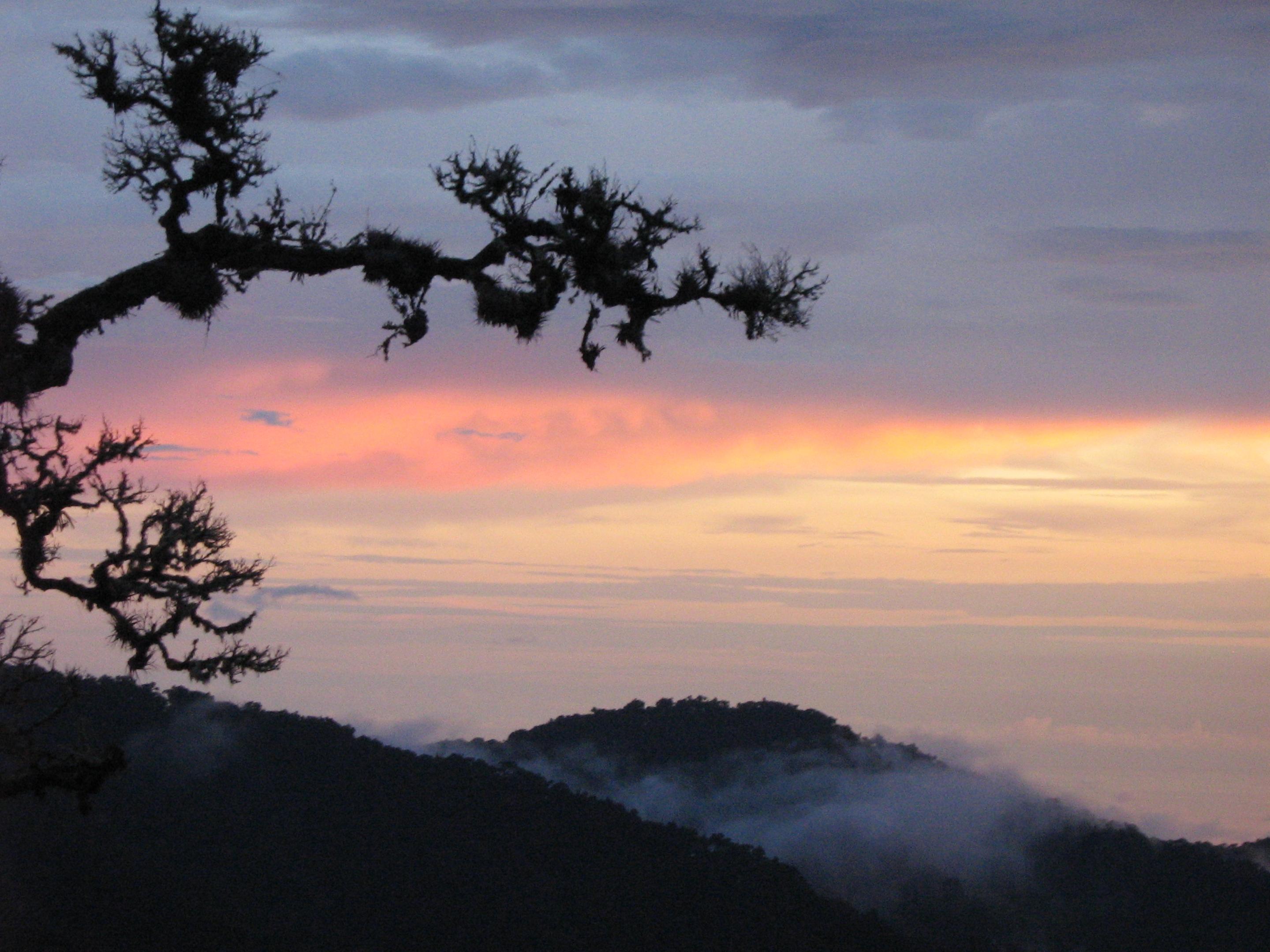 Dantica Cloud Forest San Gerardo de Dota