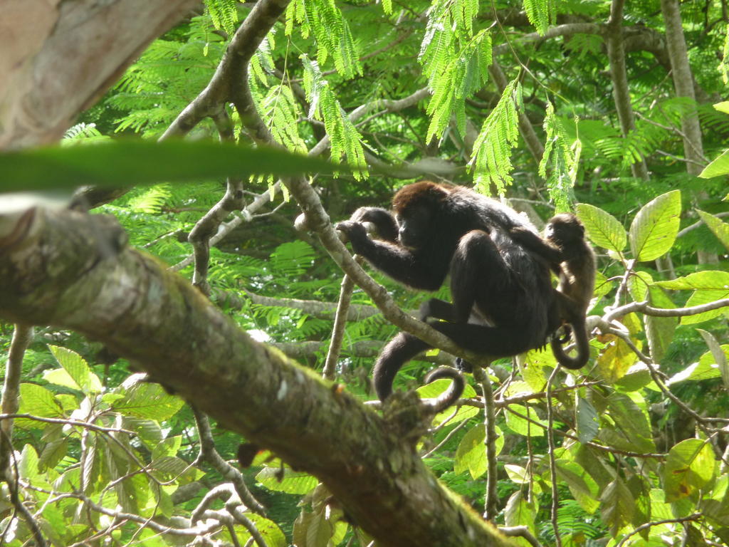 Topos Tree House * Cahuita