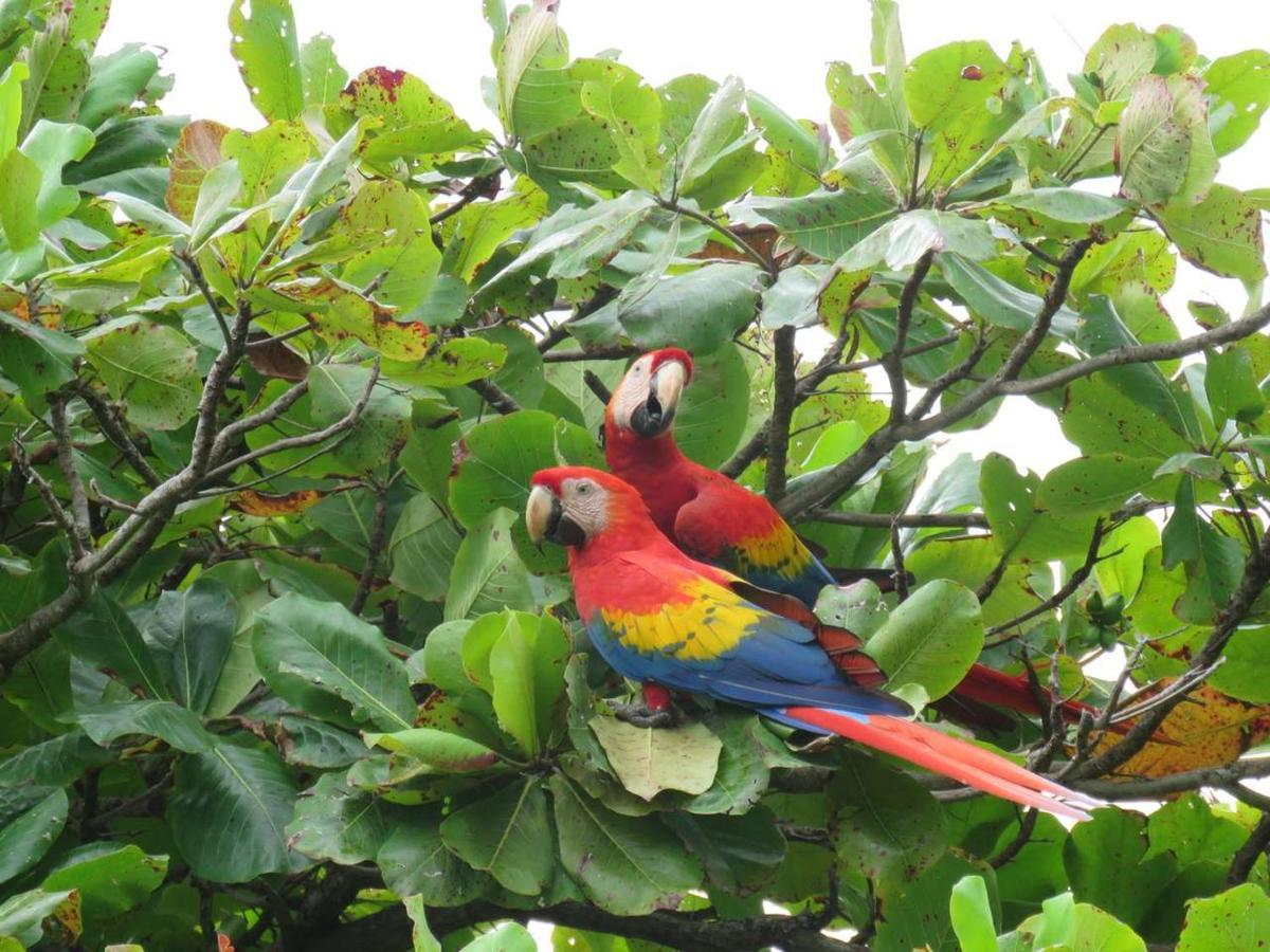 Ceiba Hotel *