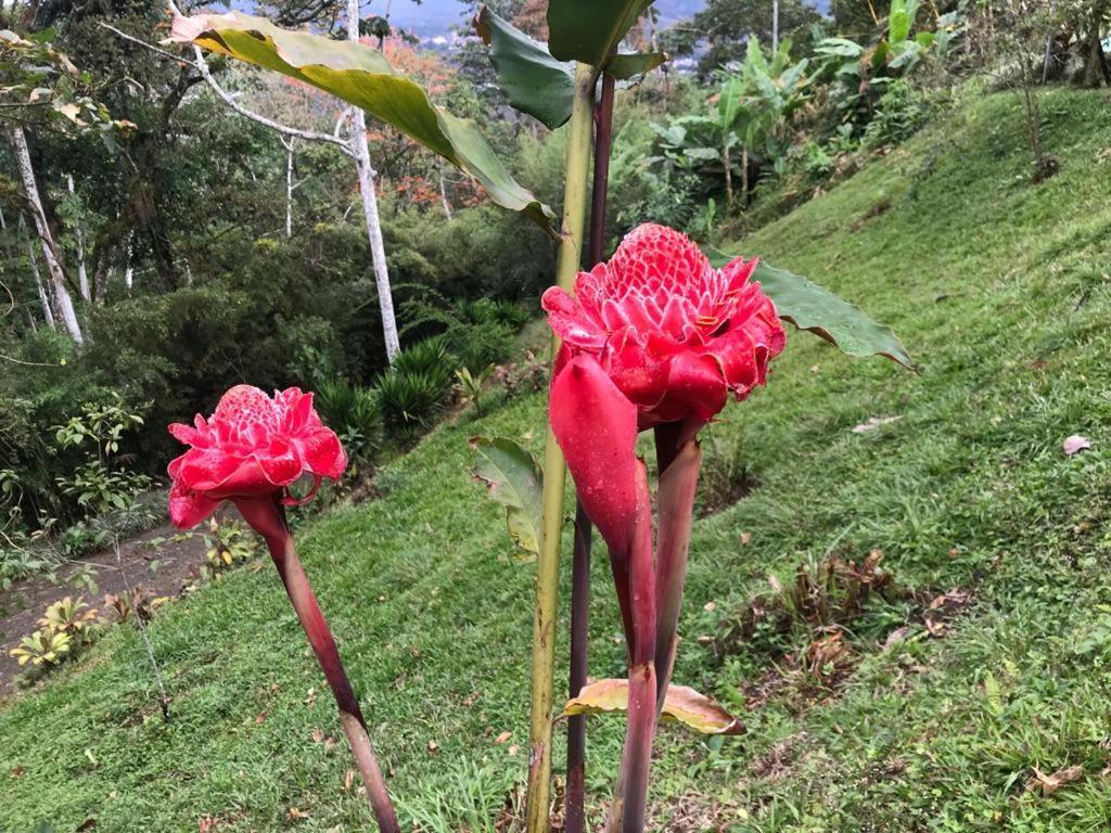 Mountain Hotel Turrialba