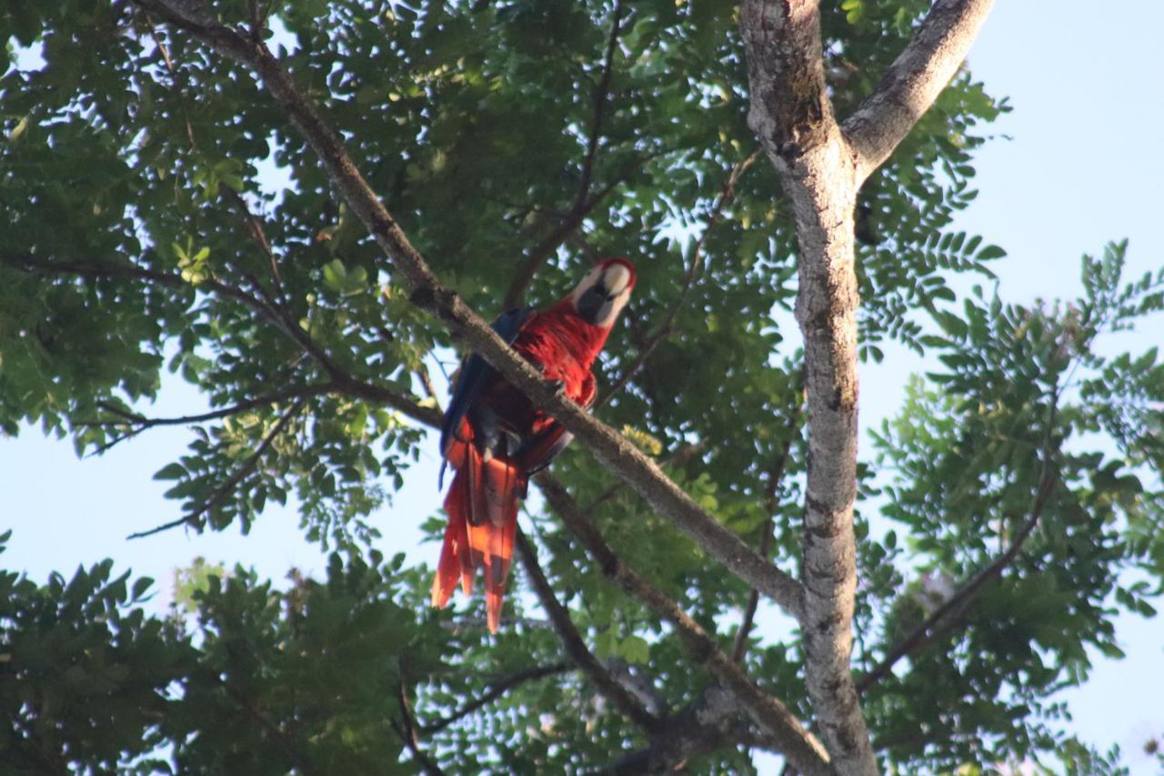 House Of The Macaws *