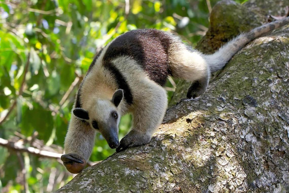 Ceiba