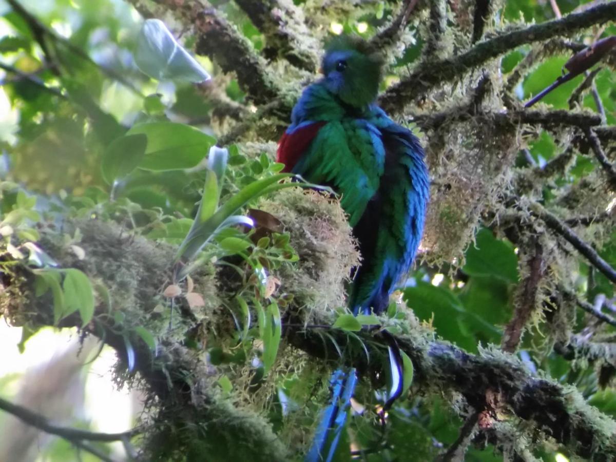 & Gardens By Boeena Lodge Monteverde