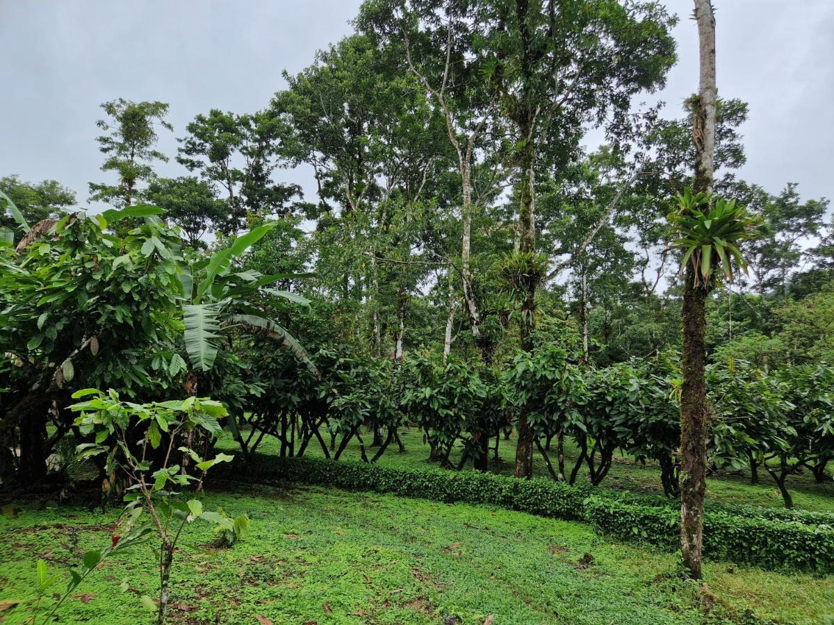 Amistad Cacao *