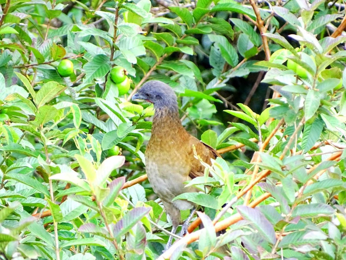 Hotel Miztli & Adventure Monteverde