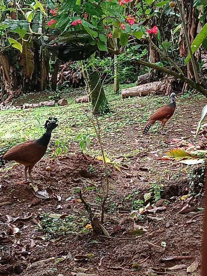 Arenal Rustic Lodge