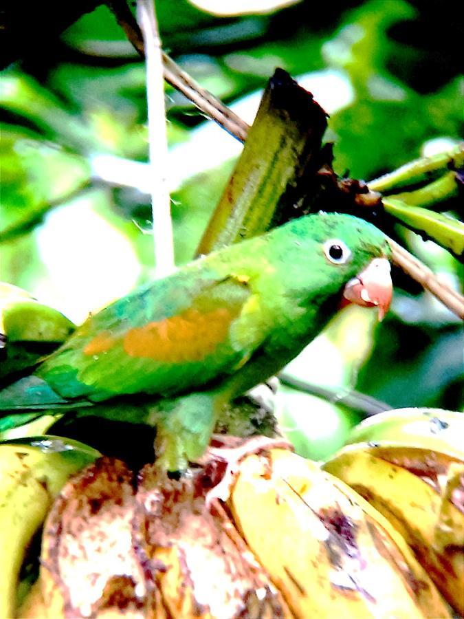 Arenal Rustic La Fortuna
