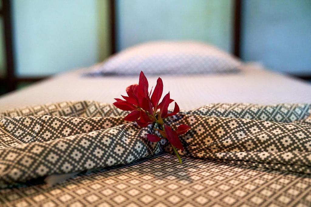 Luz En El Cielo Eco-b&b/hostel Bed & Breakfast Montezuma
