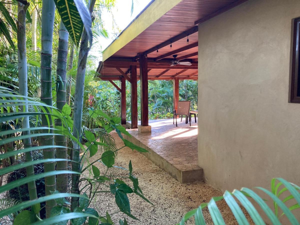 Margouillat Tambor (Puntarenas)