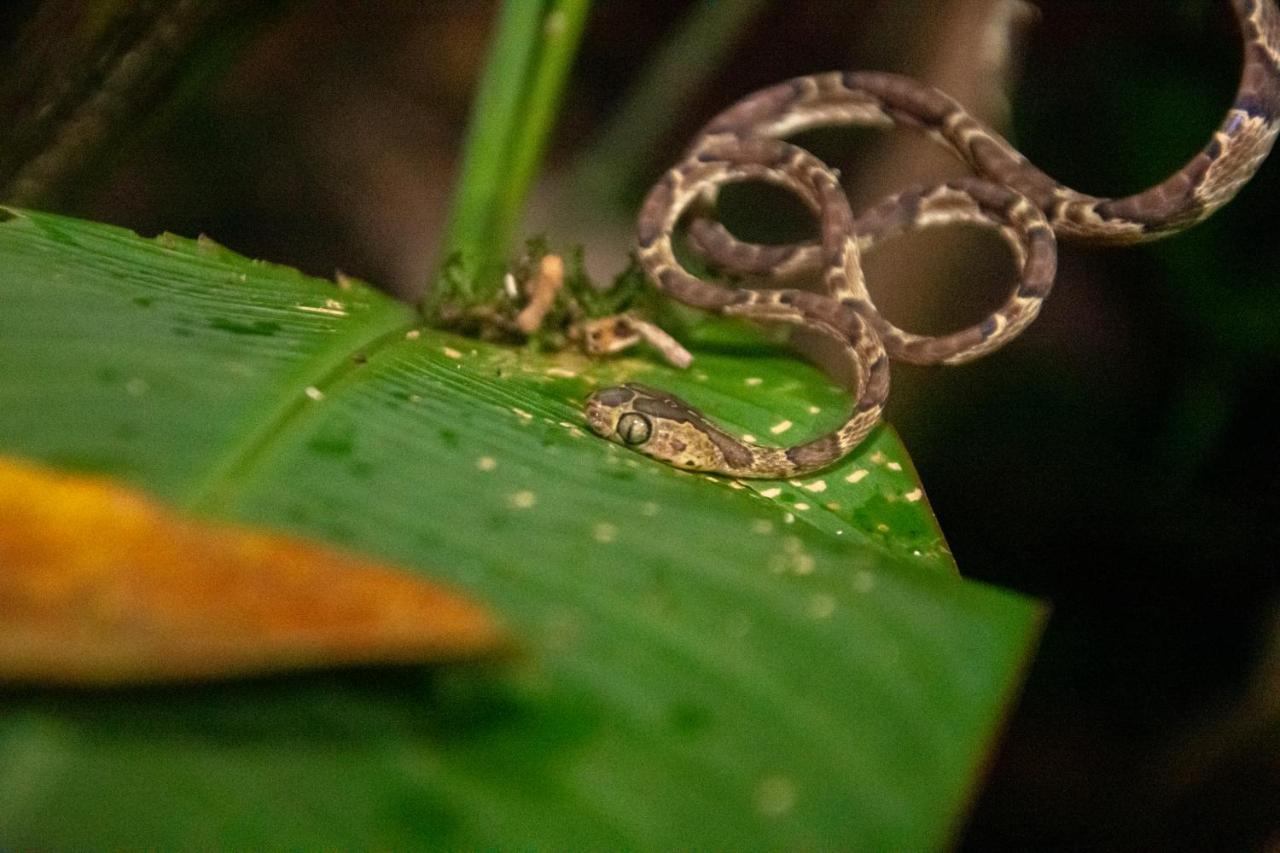 El Icaco 2* Tortuguero
